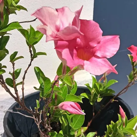 La Casa Di Sara * Pacengo Di Lazise