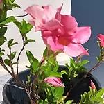 La Casa Di Sara * Pacengo Di Lazise