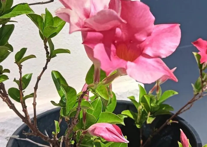 La Casa Di Sara * Pacengo Di Lazise